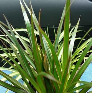 Meet your Posher, Karima